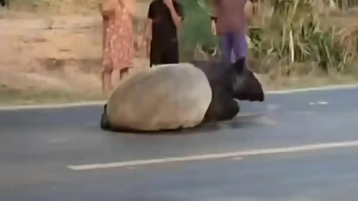 4 Pembunuh Tapir di Mesuji Lampung Ditangkap, Polisi Beberkan Peran Para Pelaku - Posbelitung.co