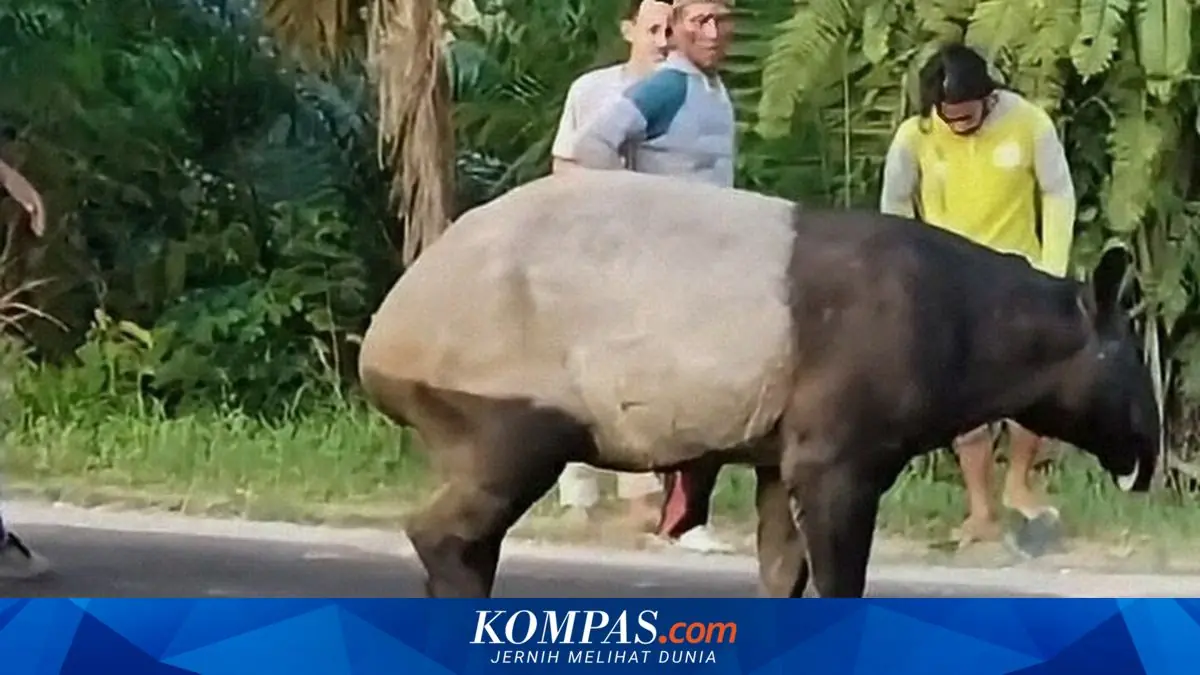 Tapir yang Muncul di Jalan Lintas Sumatera Mesuji Tewas Disembelih Warga
