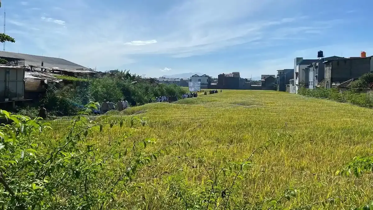 Sawah Wilayah Bandung Timur Rawan Kekeringan, Petani di Rancasari Mulai Terdampak - Tribunjabar.id