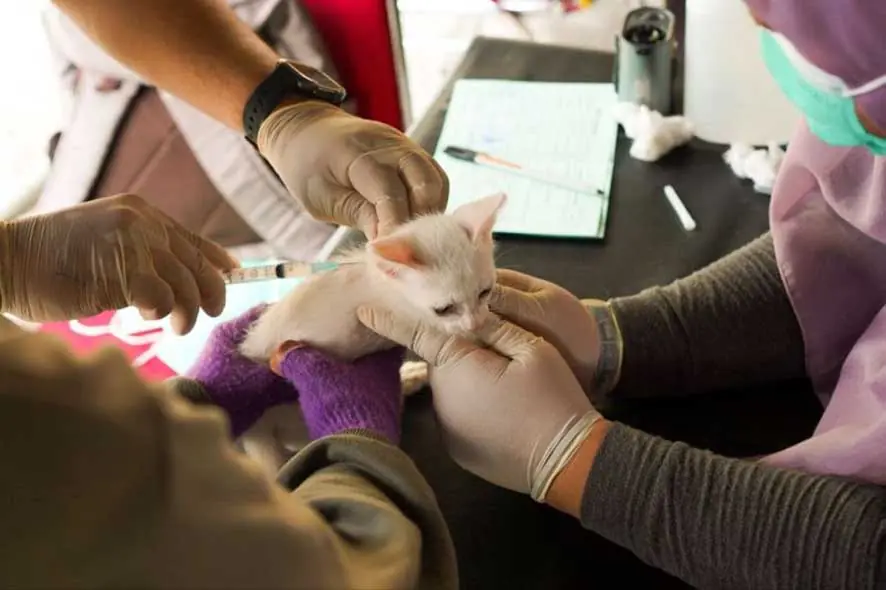 Vaksinasi Rabies pada 2.500 Ekor Lebih Hewan di Bulan Vaksinasi Rabies 2026