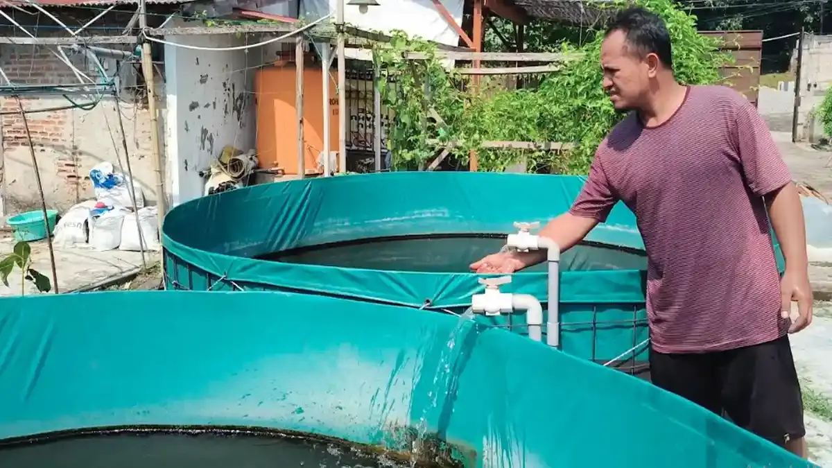 Jeritan Pembudidaya Ikan di Utara Sungai Mojokerto, Listrik Padam Saat Cuaca Terik Itu Fatal - Surya.co.id
