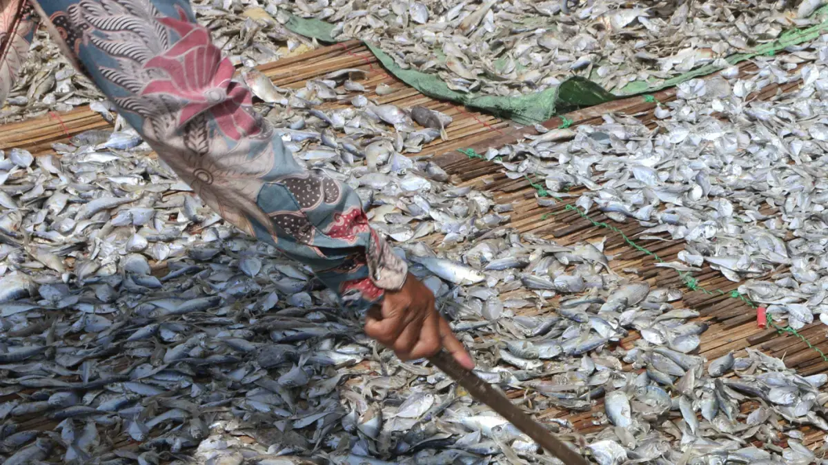 Hasil Tangkapan Nelayan Bisa Susut hingga 50 Persen, Penggunaan Energi Bersih Dinilai Bisa Perkuat Ekonomi Pesisir