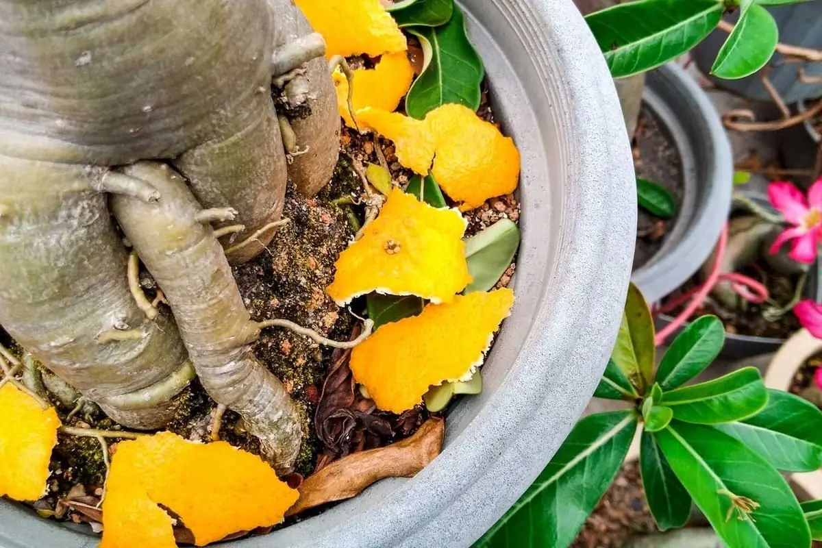 Rahasia Kebun Sehat, 6 Kulit Buah Ini Ternyata Ampuh Jadi Pupuk Organik