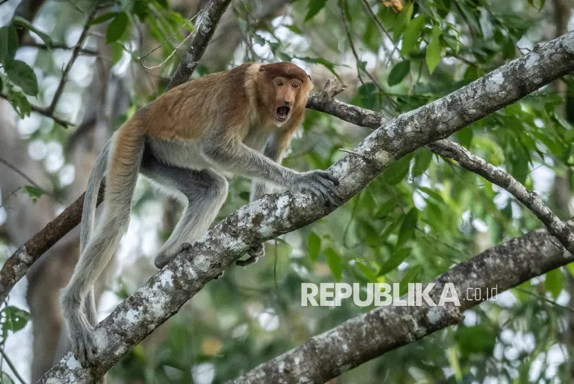 Menjaga Bekantan di Tengah Ancaman Karhutla