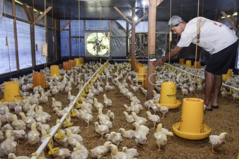 Peternak Plasma Lebak Ambil Peran Strategis Penuhi Kebutuhan Daging Jabotabek