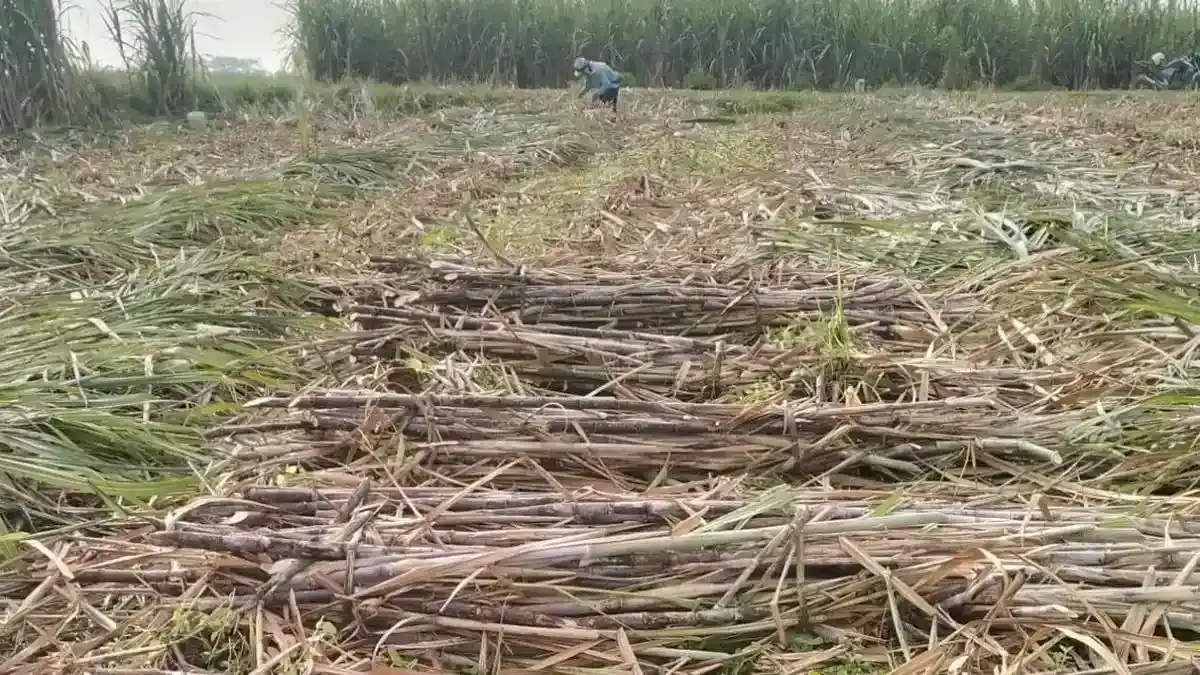 Ampas Tebu Disulap Jadi Bata Hijau, Singkong Jadi Material Energi, Inovasi Mahasiswa Siap Go Global - Tribunnews.com