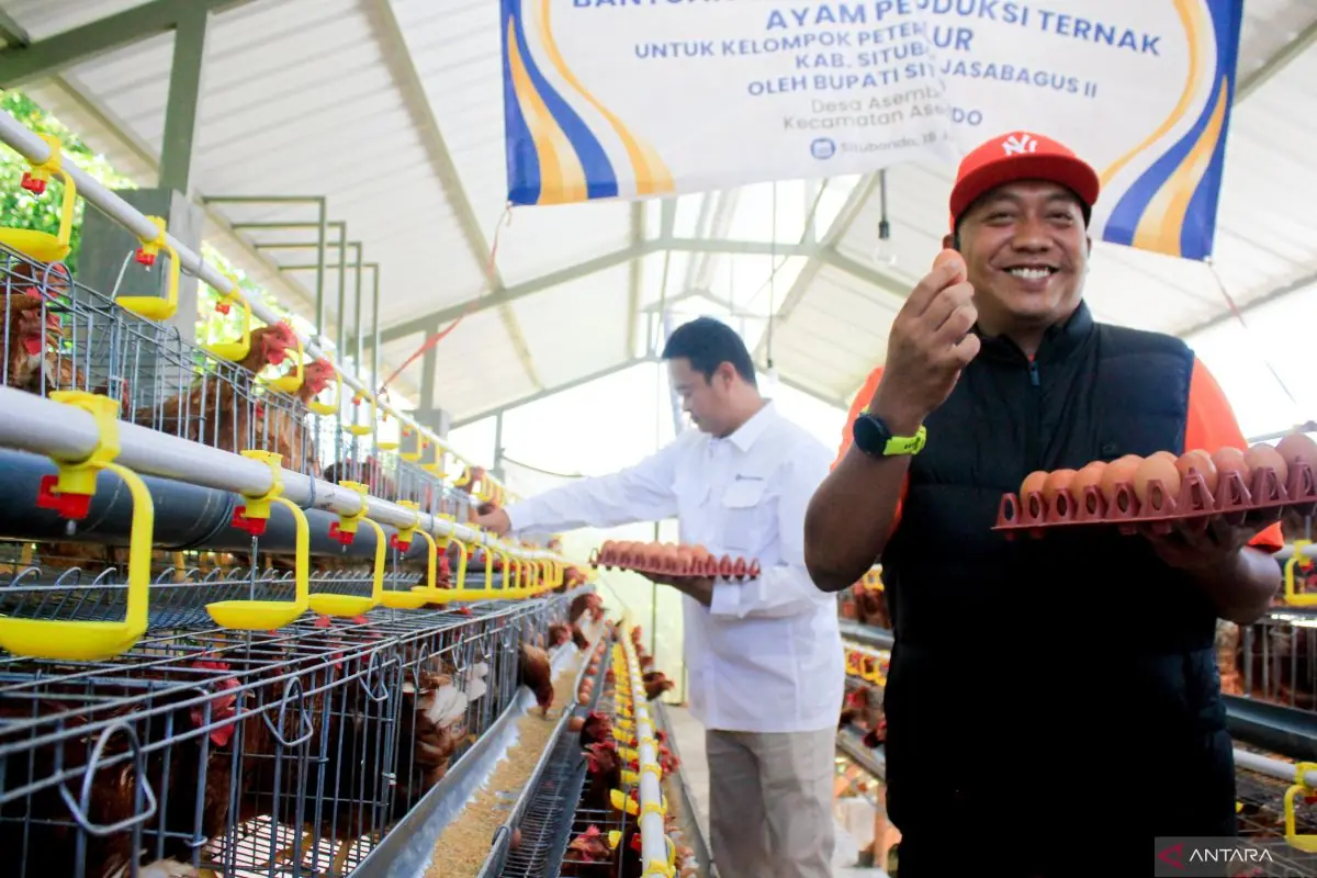 Pemkab Situbondo fasilitasi peternak ayam petelur pasok telur ke SPPG
