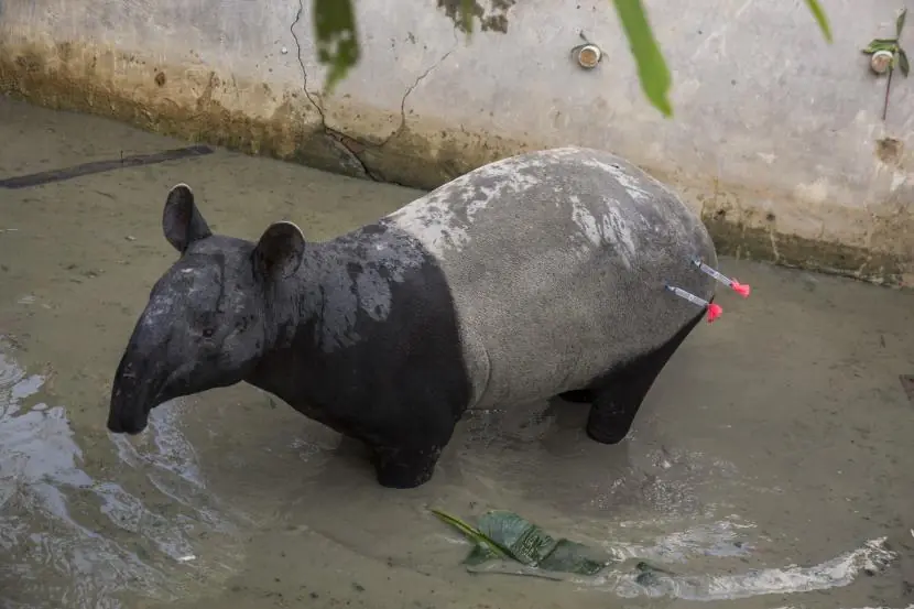 Tapir di Mesuji Mati Ditombak & Disembelih Warga, BKSDA Bengkulu Beri Imbauan tak Ganggu Satwa Liar