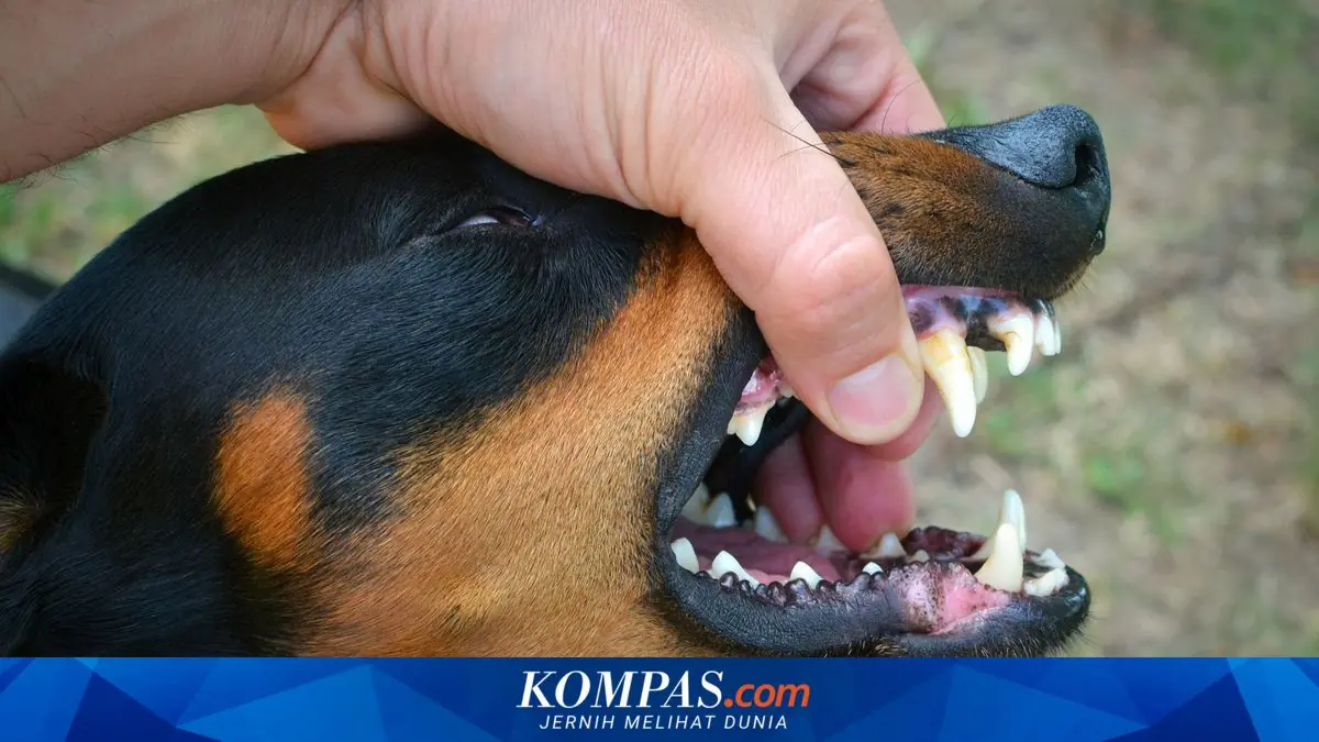 Kasus Gigitan Anjing di Nagekeo Tembus 2.000 dalam 5 Bulan, 1 Warga Meninggal karena Rabies