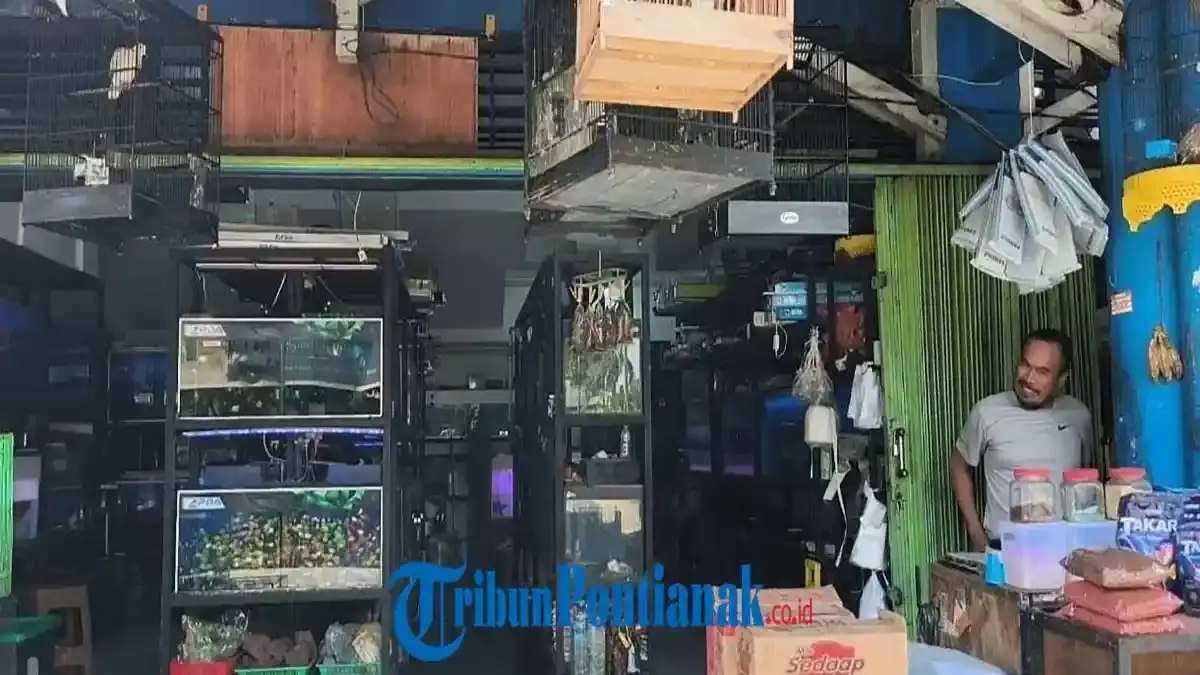 Toko Ikan Hias di Pontianak Rugi Jutaan Rupiah Akibat Pemadaman Listrik - Tribunpontianak.co.id