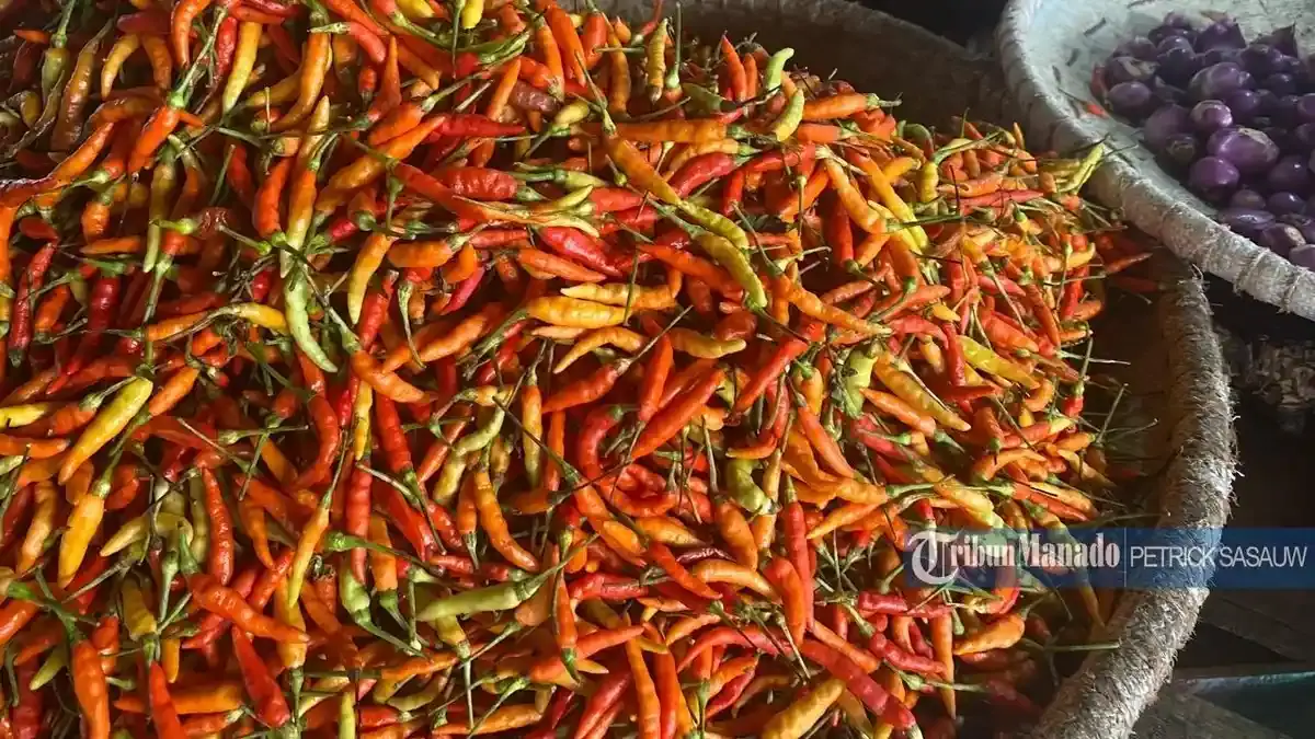 Stok Melimpah Bikin Harga Cabai Rawit di Manado Turun Jadi Rp 62 Ribu, Pedagang: Pembeli Ramai - Tribunmanado.co.id