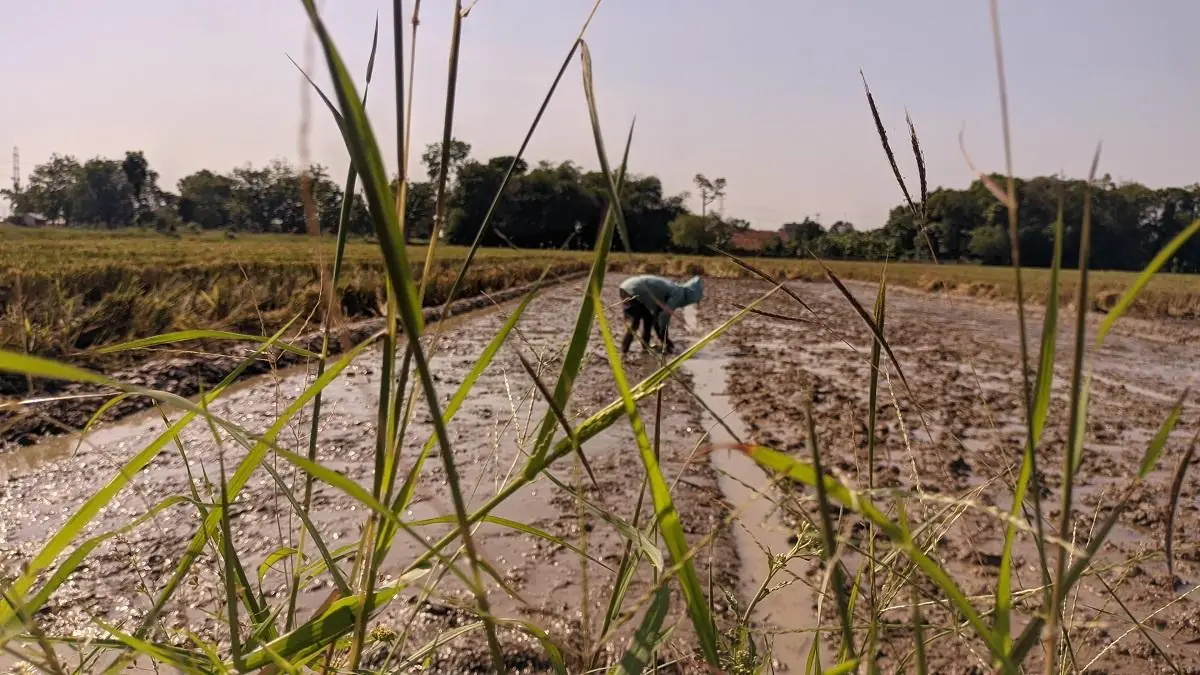 Ratusan Petani di Kabupaten Blora Ajukan Rekomendasi BBM Bersubsidi - Tribunjateng.com