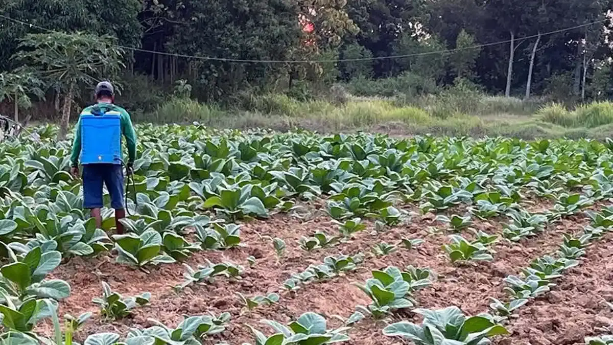 Petani Tembakau Kendal Menanti Cuan di Musim Kemarau, Berharap Tembus Rp70 Ribu per Kg - Tribunjateng.com