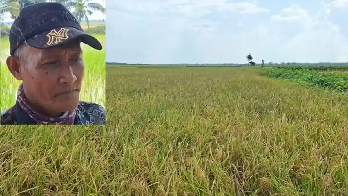 Petani di Rantau Panjang Minta Pemkab Ogan Ilir Tinjau Langsung Sawah Kering, Jangan Cuma Rapat - Sripoku.com