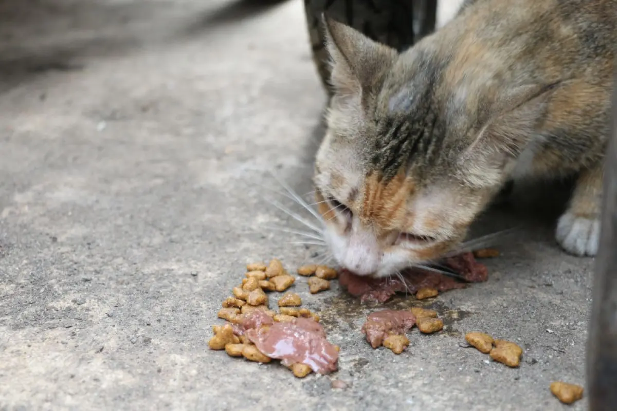 10 Makanan yang bagus untuk bulu kucing agar tetap lebat dan berkilau