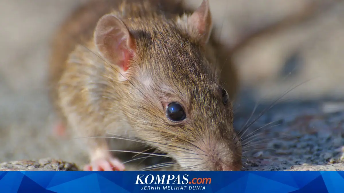 Ini 8 Penyebab Tikus Masuk Rumah yang Sering Tidak Disadari