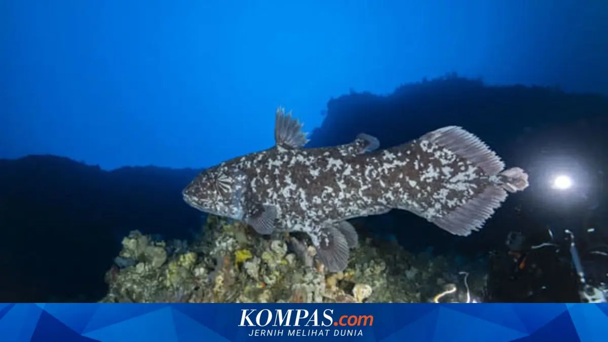 Ikan Purba Coelacanth Temuan Gorontalo Masih Diteliti, Ini Penjelasan Ilmuwan