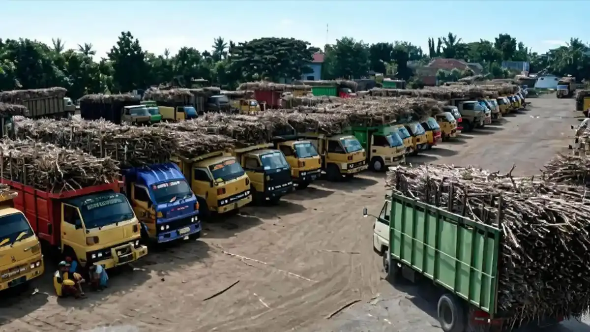 Sinergi Operasional PG Assembagoes Situbondo Sukses Giling 5.500 Ton Tebu Per Hari - Surya.co.id