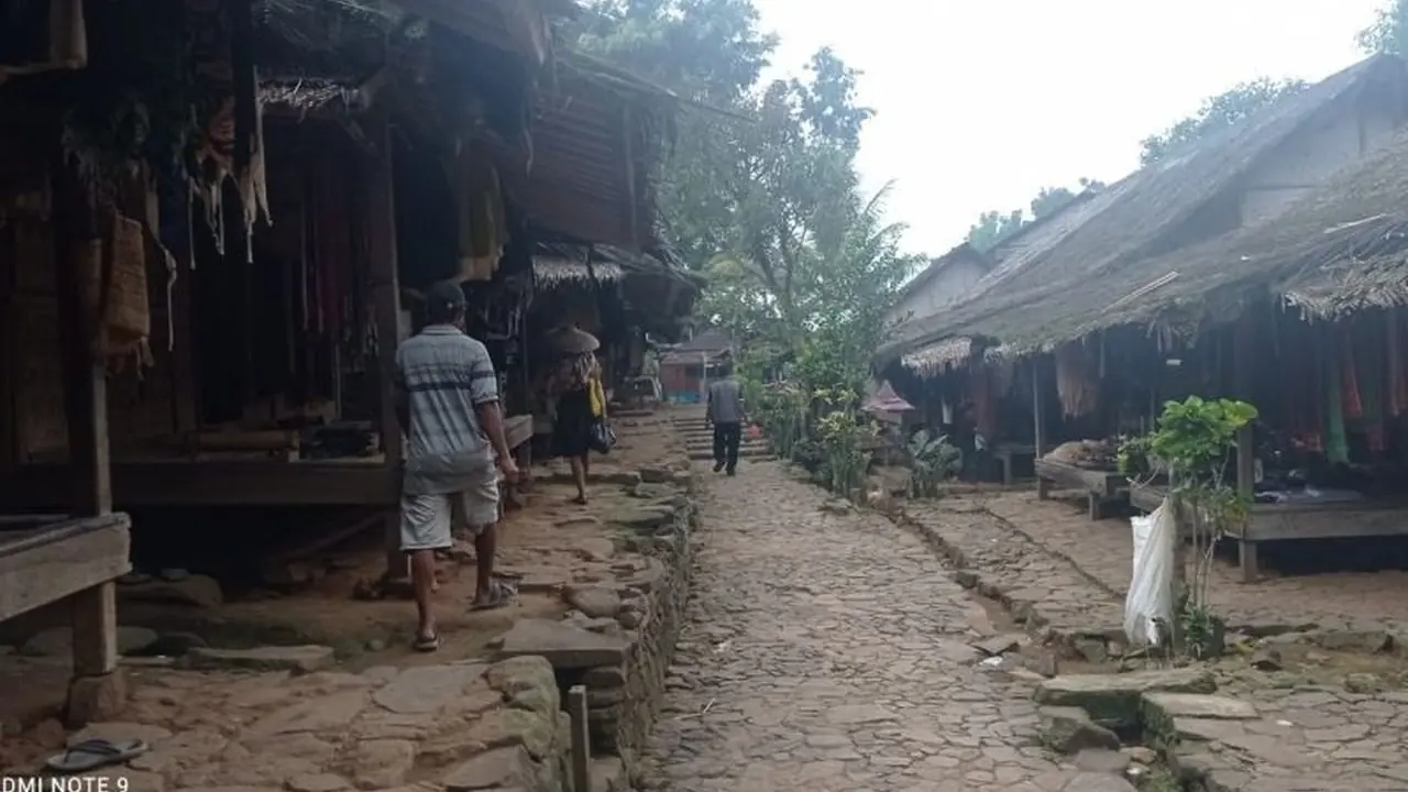 Kerugian Petani Badui di Lebak Capai Puluhan Juta Akibat Serangan Babi Hutan dan Monyet