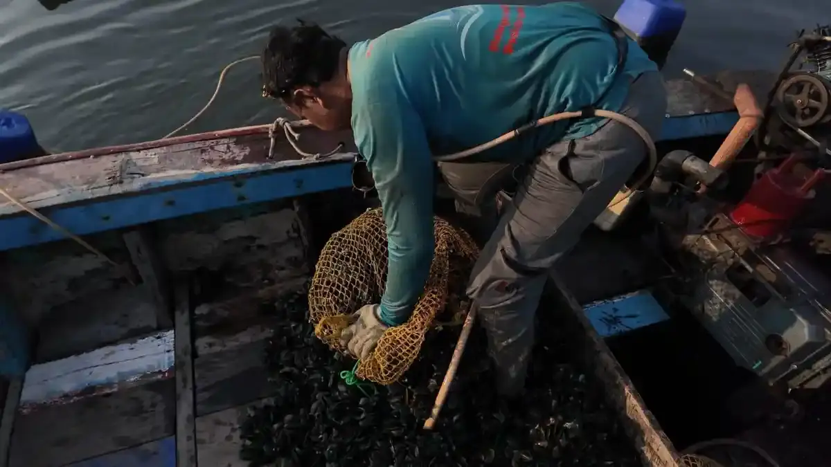 Panen Menurun hingga Harga Jual Turun, Nelayan Kerang Muara Angke Terus Dihimpit Berbagai Persoalan - Tribunjakarta.com
