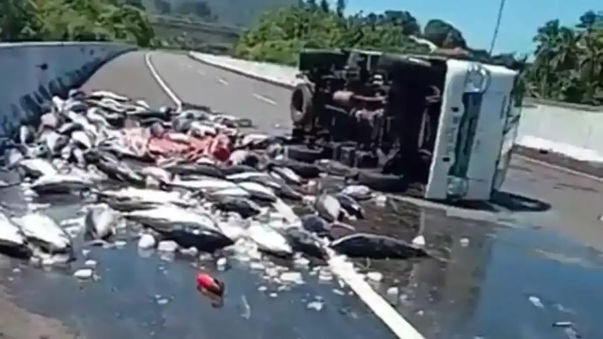 Puluhan Ikan Tuna Segar Berserakan di Tol Manado-Bitung, Mobil Pikap Isuzu Traga Terbalik - Tribunmanado.co.id