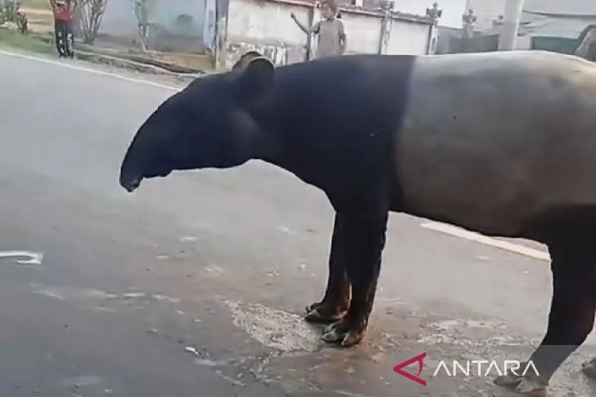 Kemenhut koordinasi dengan Polri terkait kematian tapir di Mesuji