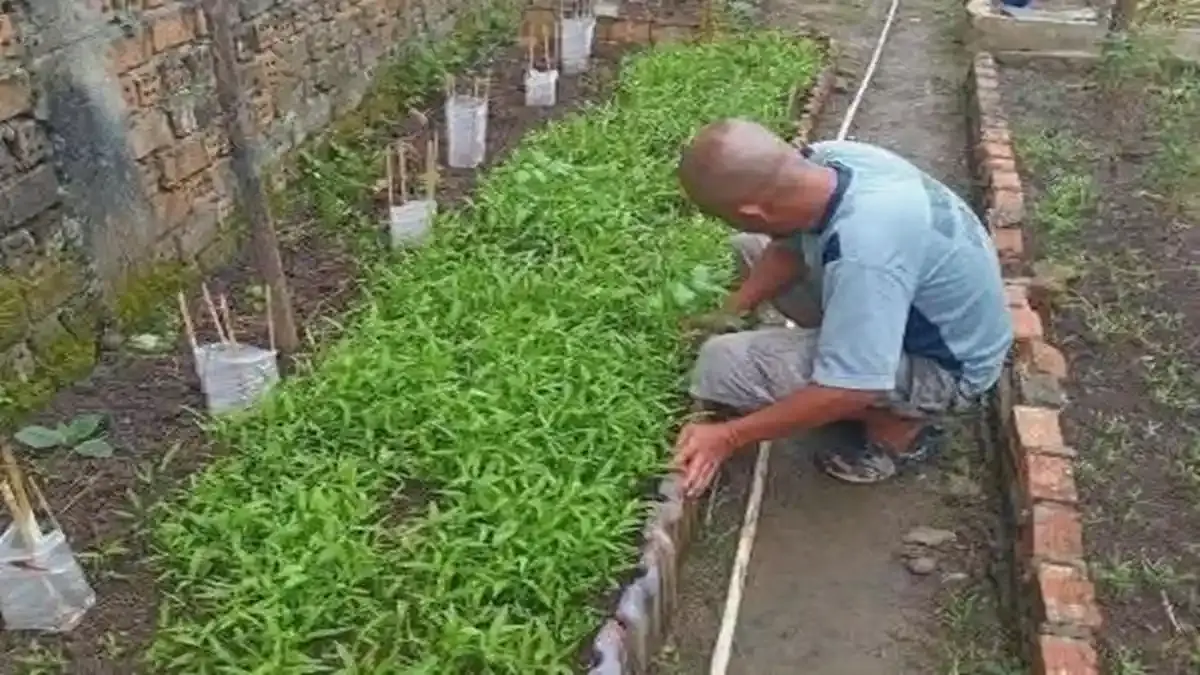 Tunjang Kehidupan Setelah Bebas, Warga Binaan Lapas Lahat Diajak Budidaya Tanaman Kangkung - Sripoku.com
