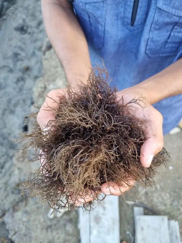 Rumput Laut Sulawesi Selatan Disiapkan sebagai Bahan Baku Alternatif Plastik