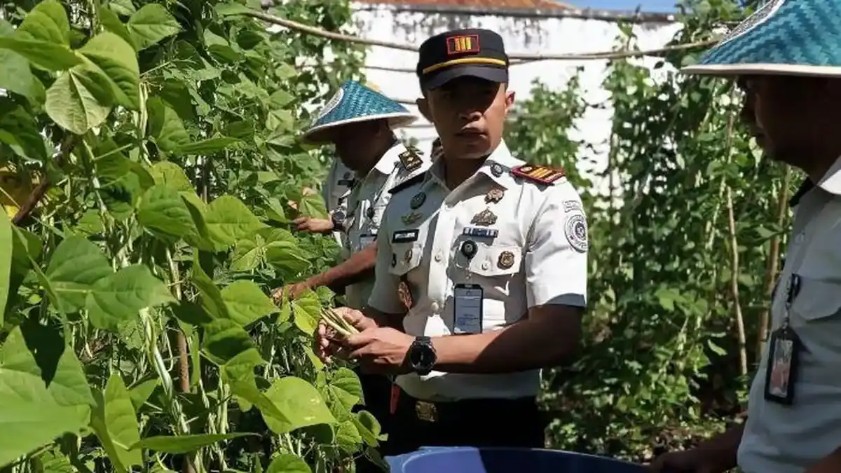 Saran Asimilasi dan Edukasi Rutan SoE Panen 30 Kilogram Buncis Dukung Ketahanan Pangan - Pos-kupang.com